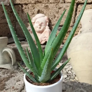 Echte Aloe Vera medizinisch im 12er Keramik-Topf