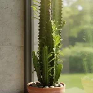 Euphorbia Trigona 40cm hoch- Afrikanischer Milchbaum Sukkulente 12cm Topf
