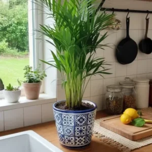 Areca Palme tropische Goldfruchtpalme Madagaskar ca65cm dekorative Zimmerpflanze