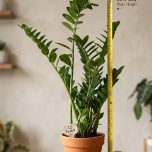 Zamioculcas Zamiifolia – Glücksfeder ca. 90cm XXL Zimmerpflanze pflegeleicht