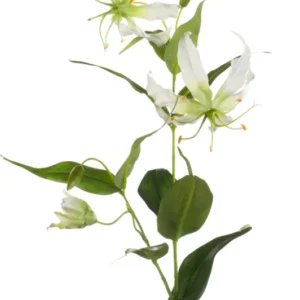 Ruhmeskrone künstlich 75 cm - 1 Stiel - Creme