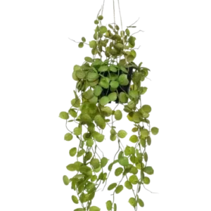 Künstliche Hänge-Leuchterblume - Konrad, 50 cm, Kunstpflanze von aplanta, inkl. Dekotopf, im schwarzen Topf, in Natur