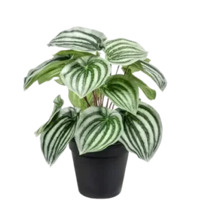 Künstliche Peperomia - Klara, 25 cm, Kunstpflanze von aplanta, im schwarzen Topf, in Natur, für drinnen