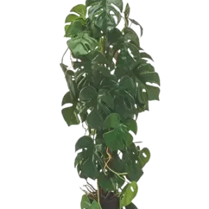 Künstliche Monstera - Luise, 75 cm, Kunstpflanze von aplanta, im schwarzen Topf, in Natur, für drinnen