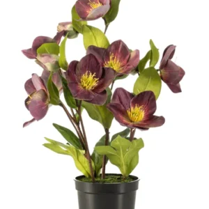 Helleborus künstlich - 1 Topf - Violett