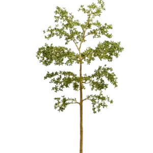 Künstlicher schwarzer Olivenbaum - Finja, 290 cm, Kunstbaum von aplanta, in Grün, für drinnen