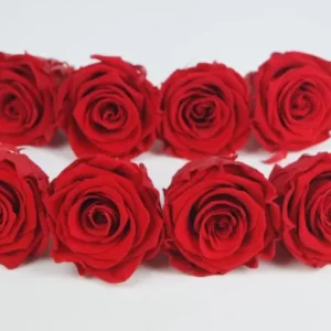 Stabilisierte Rosen Kiara 5 cm - 8 Stück - Vibrant red - Si-nature