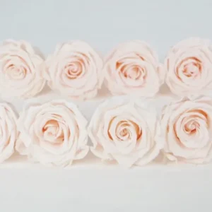 Stabilisierte Rosen Kiara 5 cm - 8 Stück - Pink blush - Si-nature