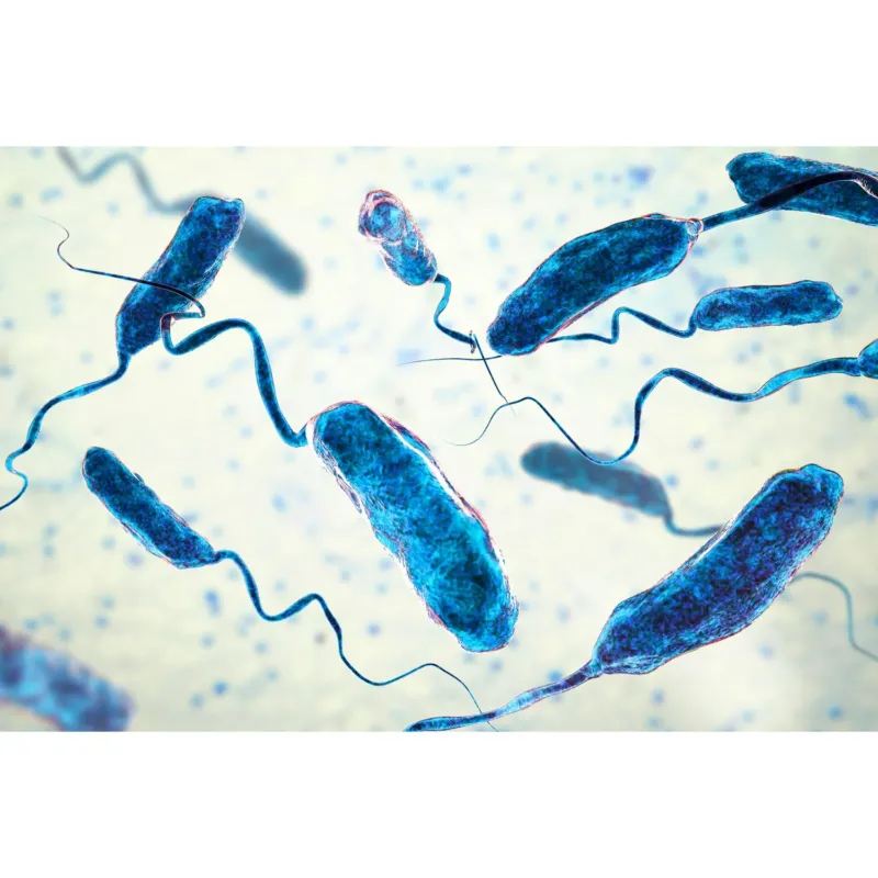 Medical Office Art - Vibrio cholerae bacteria