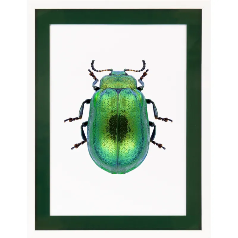 Rahmenbild mit Acrylpassepartout - Pop Beetle