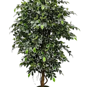 Künstlicher Ficus Retusa - Lysandros, 180 cm, Kunstbaum von aplanta, mit Echtholzstamm, inkl. Startertopf, in Natur