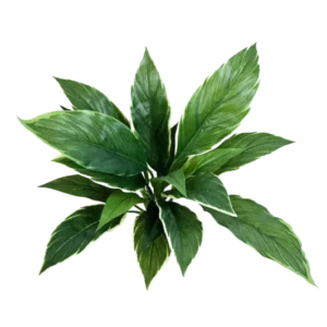 Künstliche Cordyline - Phil, 30 cm, Kunstpflanze von aplanta, Steckpflanze, in Natur, für drinnen