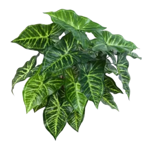 Künstliche Syngonium - Kalle, 45 cm, Kunstpflanze von aplanta, Steckpflanze, in Natur, für drinnen