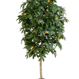 Künstlicher Orangenbaum - Pius, 170 cm, Kunstbaum von aplanta, mit Echtholzstamm, im schwarzen Topf, in Natur, für drinnen