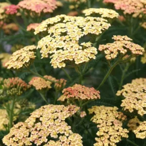 Achillea Peachy Seduction (Schafgarbe)