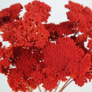 Achillea Paker getrocknet - 1 Bund - Siana - Si-nature