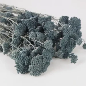 Achillea Silvestre getrocknet - 1 Bund - Blaugrau - Si-nature