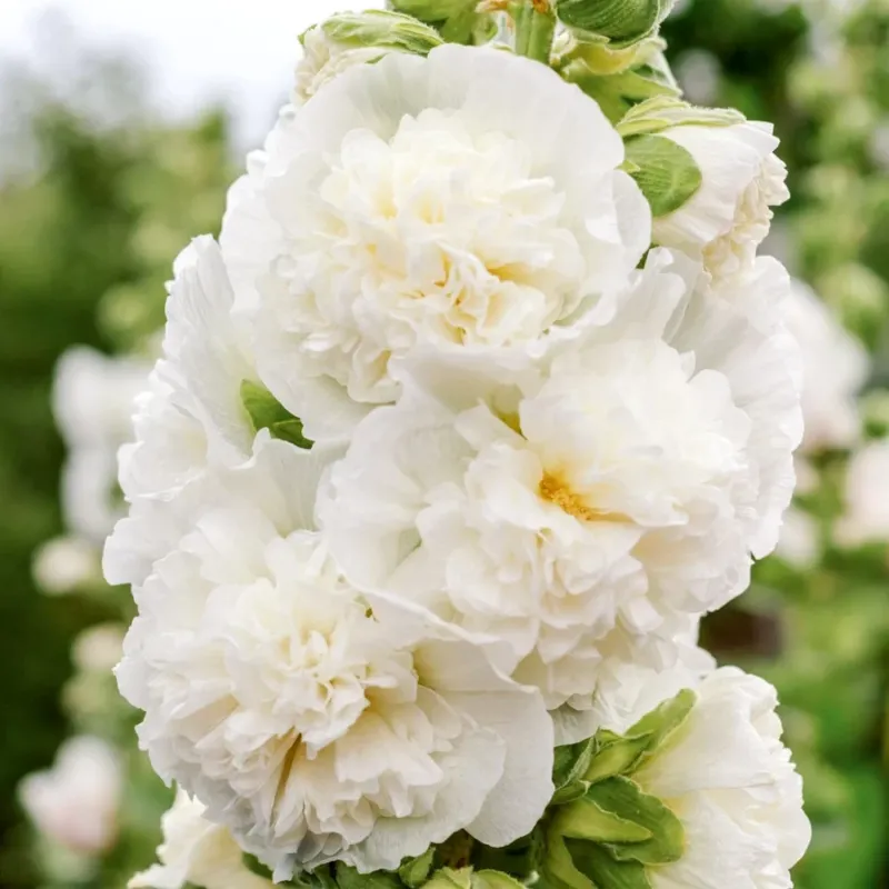 Blumensamen Stockrose Queeny White