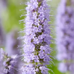 Agastache Blue Fortune Duftnessel -Riesen-Minze