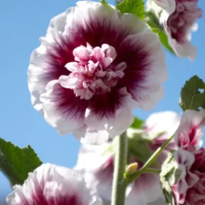 Alcea Creme de Cassis (Stockrose)