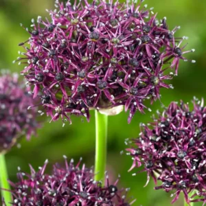 Allium Atropurpureum (Zierlauch)