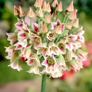 Nectaroscordum siculum (Bulgarischer Schmucklauch) kaufen