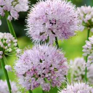 Allium Summer Beauty (Zierlauch)