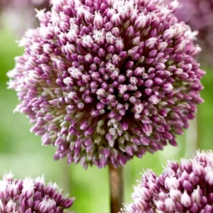Allium Summer Drummer Zierlauch