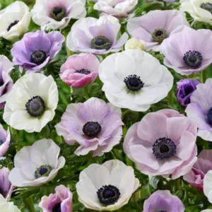 Anemone Galilee Pastel Mischung, Anemonen höchster Qualität