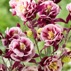 Columbine Winky Red and White (Aquilegia)