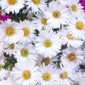 Aster novi-belgii White Ladies