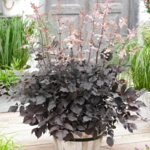 Astilbe Chocolate Shogun