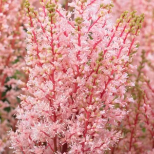 Astilbe Look At Me (Prachtspiere)