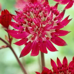 Sterndolde Astrantia Major Claret