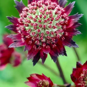 Astrantia (Sterndolde) major 'Moulin Rouge' online kaufen, Lieferung im Frühjahr