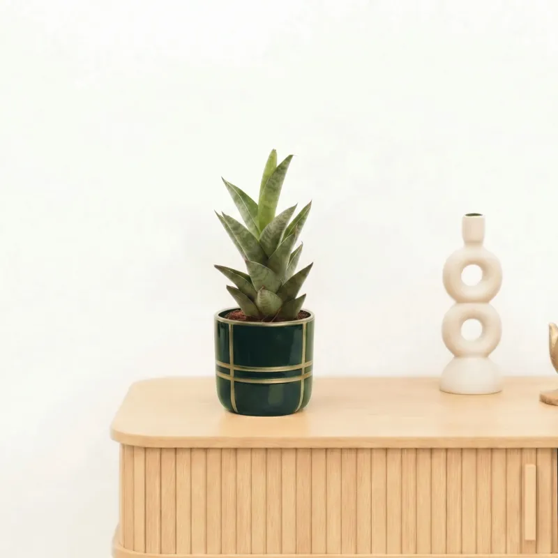 Bambino Sansevieria Starshooter - 15 cm