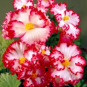 Begonia Crispa Marginata Weiss/Rot