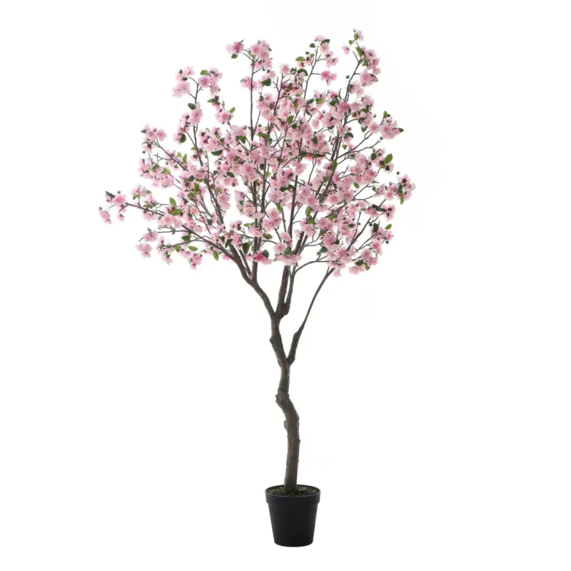 Cerisier en fleurs en pot 245 cm