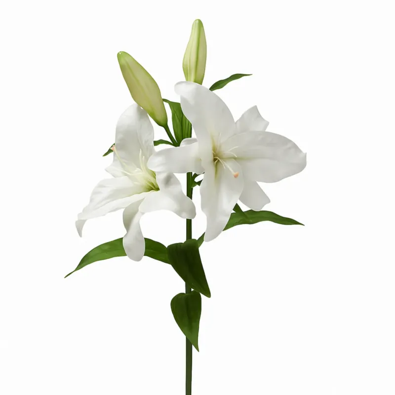 Tige de Lys Casablanca Premium 95 cm