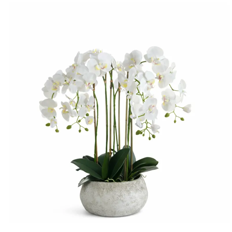 Composition d'Orchidée Séréna 70 cm 25 cm