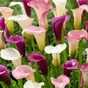 Calla Zwiebeln Lavender Lace Kollektion