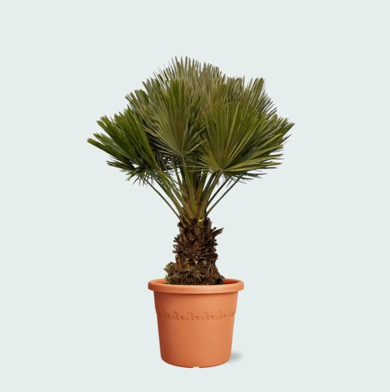Chamaerops Humilis Vulcano compact - 120cm