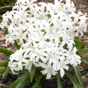 Chionodoxa Lucilea Alba (Gewöhnlicher Schneestolz)