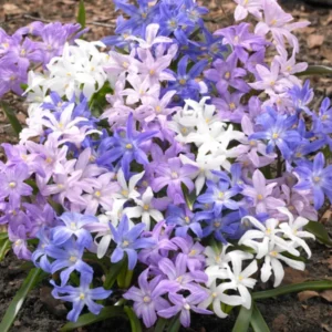 Chionodoxa Lucilea Bestseller-Mischung (Gewöhnlicher Schneestolz)