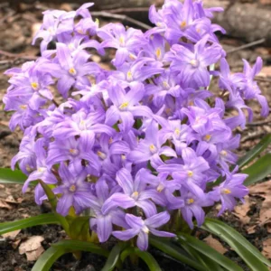 Chionodoxa luciliae 'Violet Beauty' (Gewöhnlicher Schneeglanz)