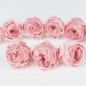 Rosen konserviert Cocotte Earth Matters - 9 Köpfe - Vanilla pink 133 - Si-nature