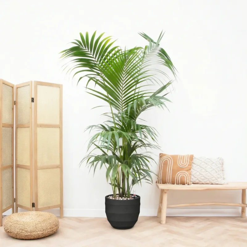 Combi deal - Kentia Palm XXL inclusief pot Bordo New Egg - 220cm