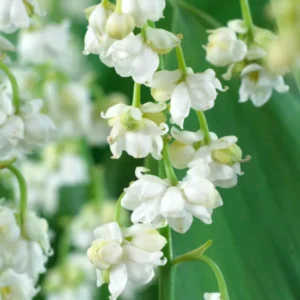 Convallaria majalis 'Prolificans' – Maiglöckchen