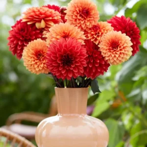 Dahlia Harvest Sunset Collection