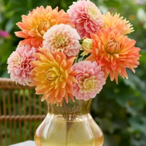 Dahlie Coral Whisper Kollektion - Dahlienknollen